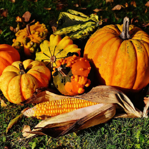 Propiedades y Beneficios de la calabaza